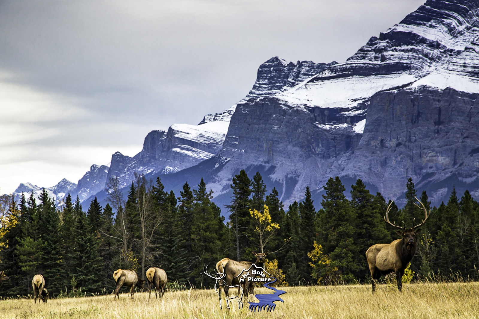 Elk Herd, Canadian Rockies