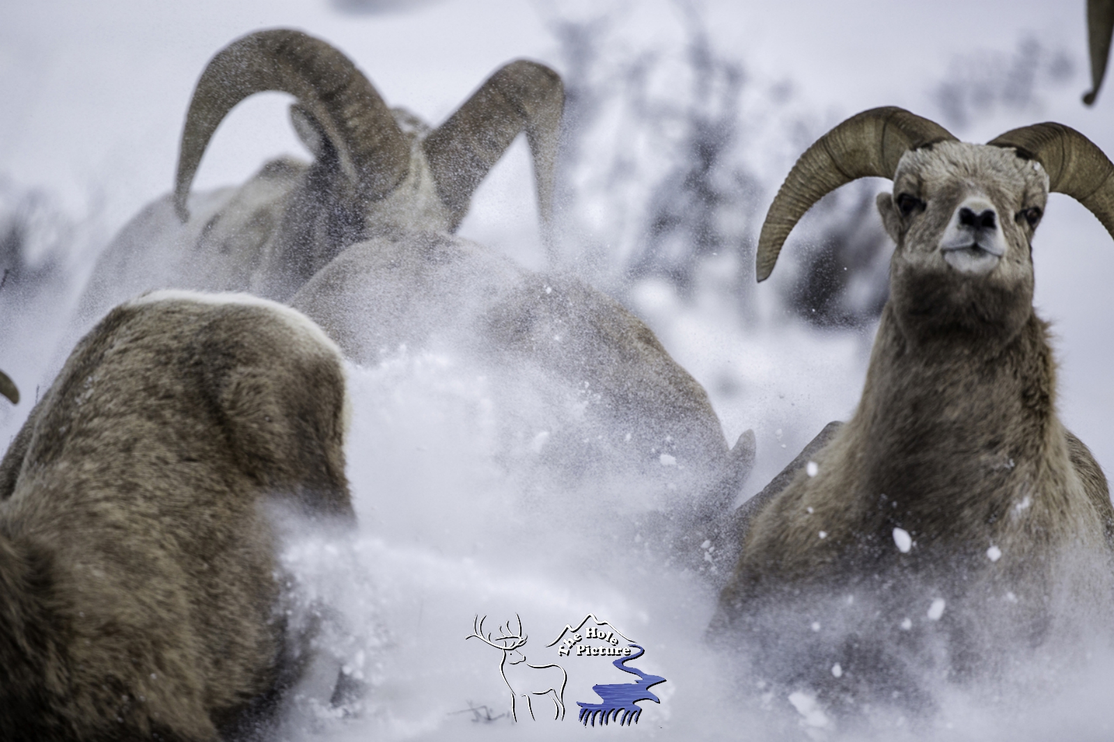 Flying Snow, Bighorn Sheep