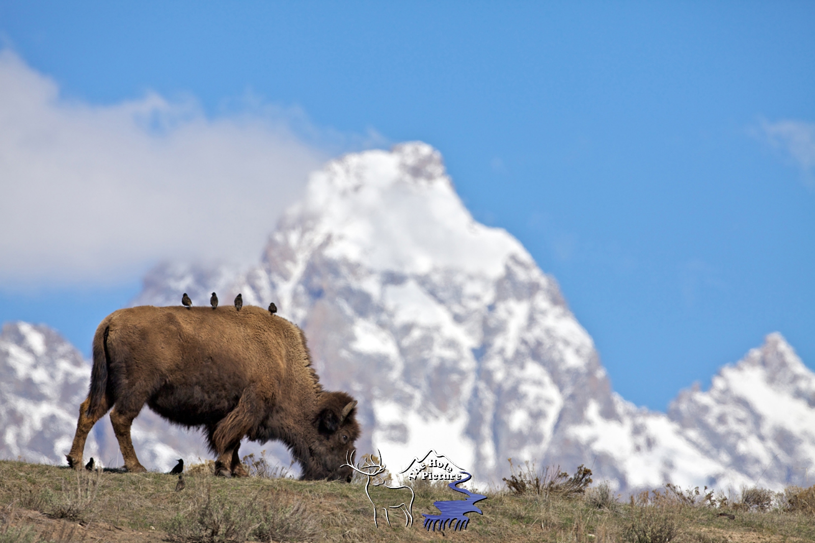 Free Ride, Jackson Hole Bison