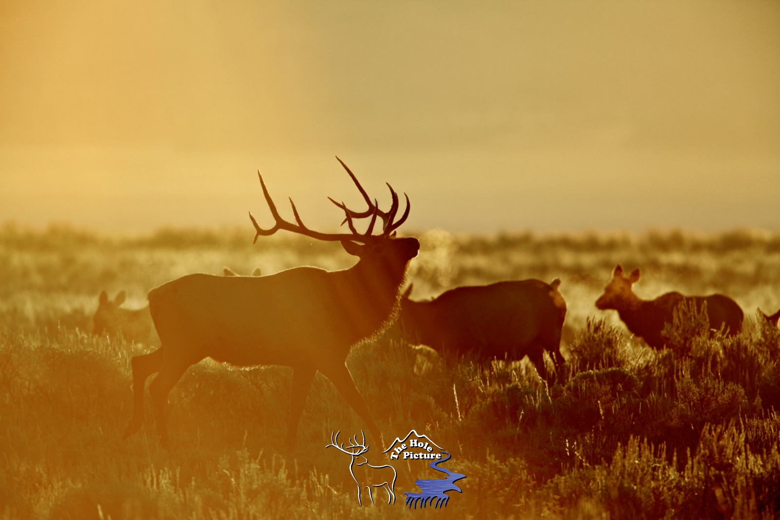 Golden Sunrise, Elk Herd