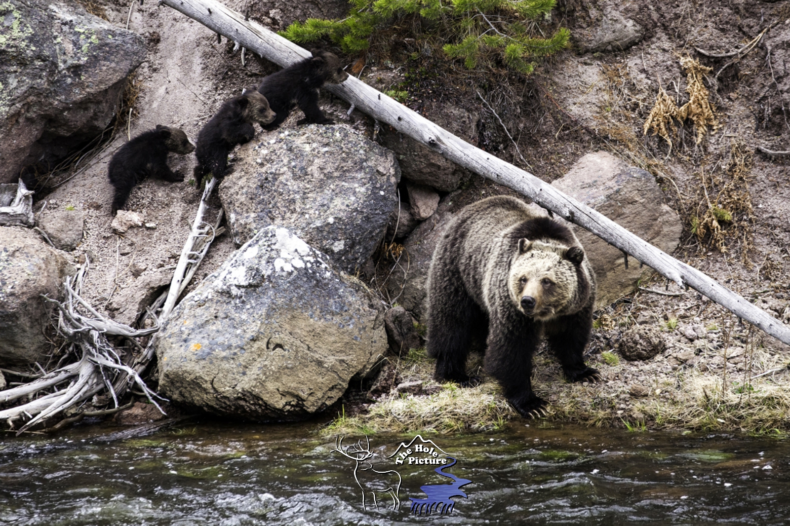 Grizzly Bear Family, Yellowstone