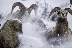 Flying Snow, Bighorn Sheep