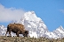 Free Ride, Jackson Hole Bison
