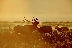 Golden Sunrise, Elk Herd