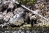 Grizzly Bear Family, Yellowstone