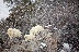 Mountain Goats, Snowstorm